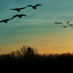 Migrating Oracle Forms to Oracle APEX