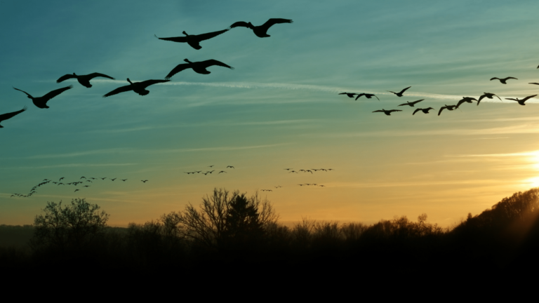 Migrating Oracle Forms to Oracle APEX